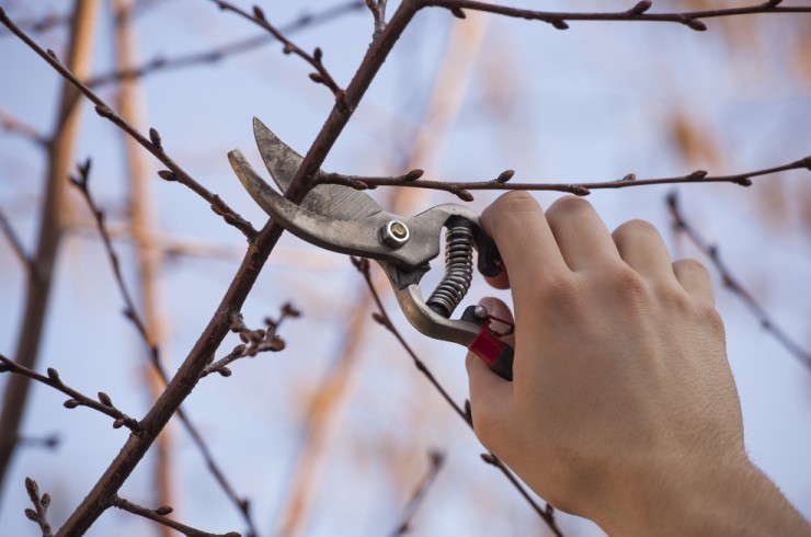Правила срезания черенков для прививки деревьев - «Советы Хозяйке»