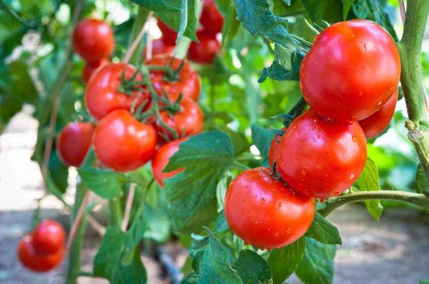 2 ведра помидоров с куста - реально: советы экспертов - «Советы Хозяйке»