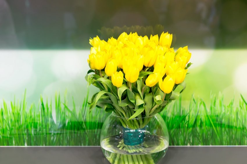 Как продлить жизнь тюльпанам: дельные советы от опытных флористов - «Советы Хозяйке»