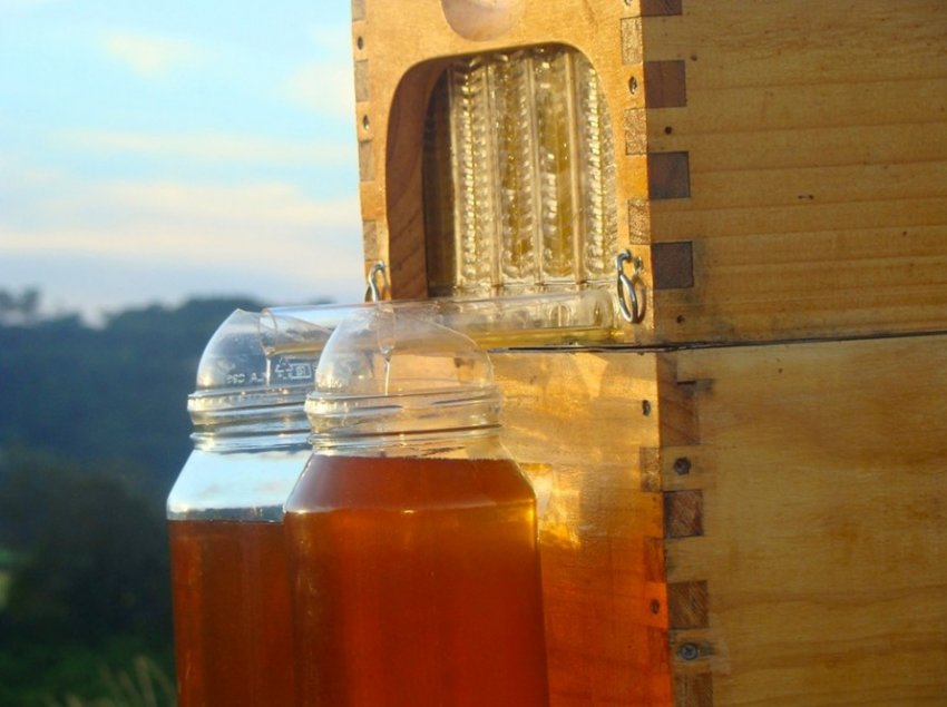 Австралійський вулик збирає мед самостійно - «Советы Хозяйке»