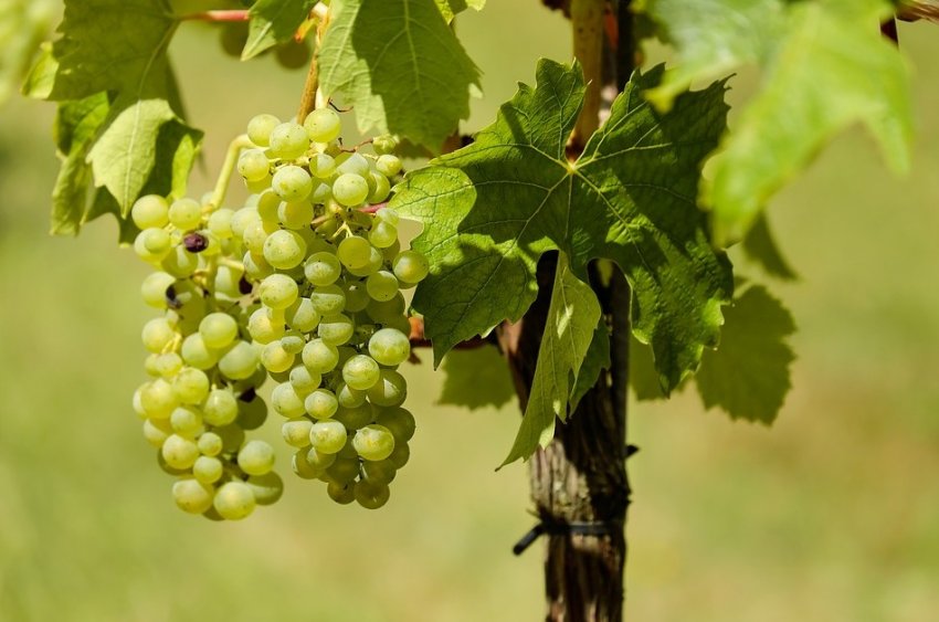 Что поможет увеличить урожай винограда: дельные советы - «Советы Хозяйке»