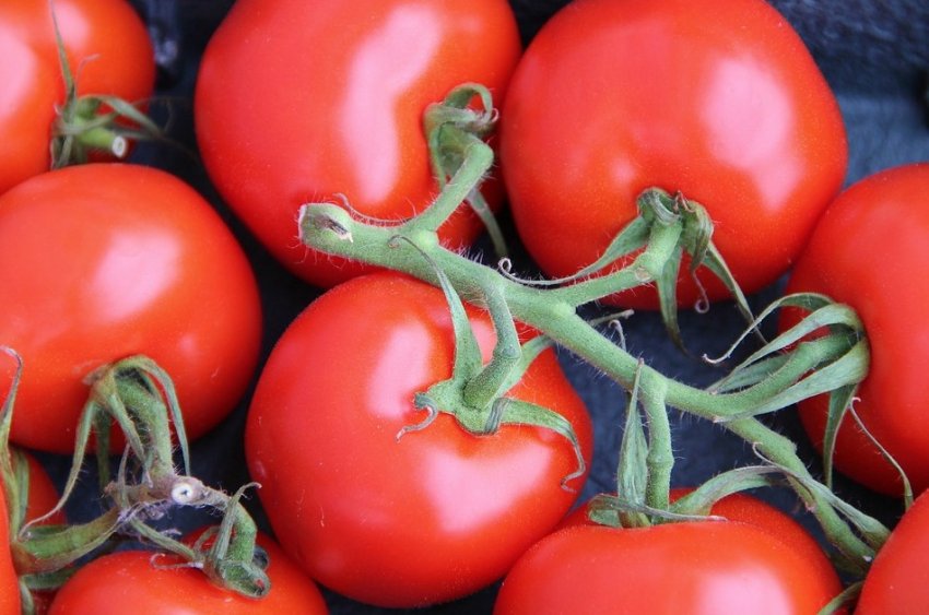 Для богатого урожая: что класть в лунку при посадке помидоров - «Советы Хозяйке»