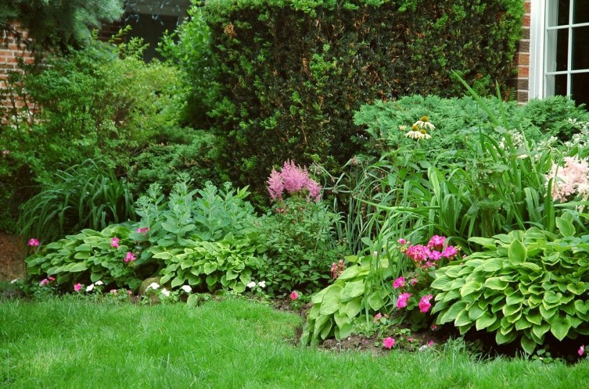 Какие цветы украсят тенистые уголки сада - «Советы Хозяйке»