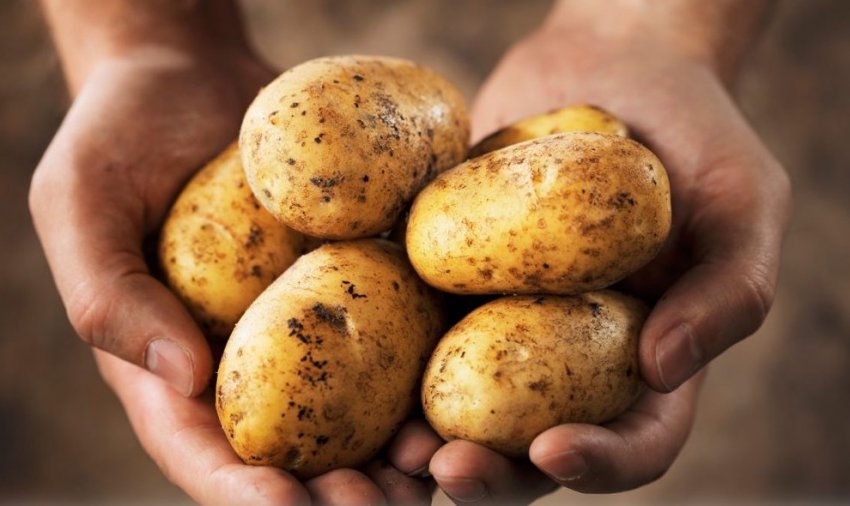 Картопля для посадки - середньопізні сорти: 4 новинки - «Советы Хозяйке»