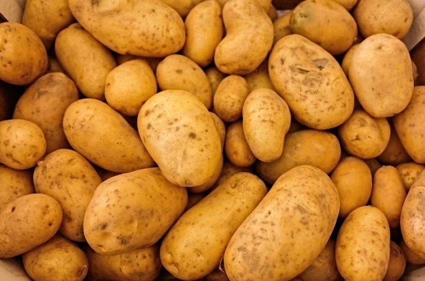 Рекордный урожай: как вырастить картофель - в бочке - «Советы Хозяйке»