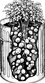 Рекордный урожай: как вырастить картофель - в бочке - «Советы Хозяйке»