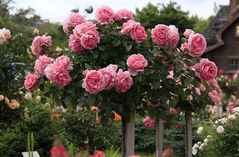 Штамбовые розы - для роскошного сада: посадка и уход - «Советы Хозяйке»