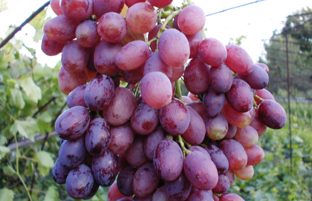 Виноград кишмиш: особенности посадки и ухода - «Советы Хозяйке»