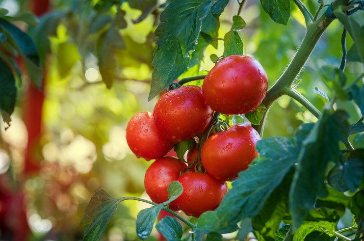 Этот чудо-раствор убережет огурцы и помидоры от болезней - «Советы Хозяйке»