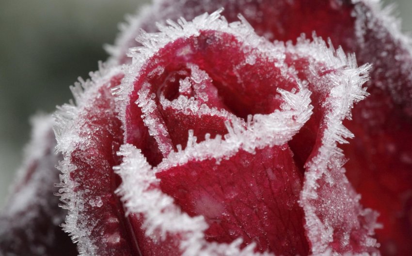 Календарь ухода за розами по месяцам - «Советы Хозяйке»