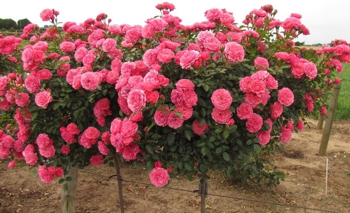 Самые популярные сорта розы Флорибунда - «Советы Хозяйке»