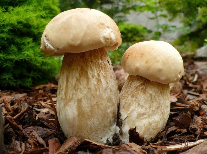 Варто знати: які гриби ростуть у червні - «Советы Хозяйке»