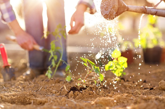 Как поливать растения, чтобы получить хороший урожай - «Советы Хозяйке»