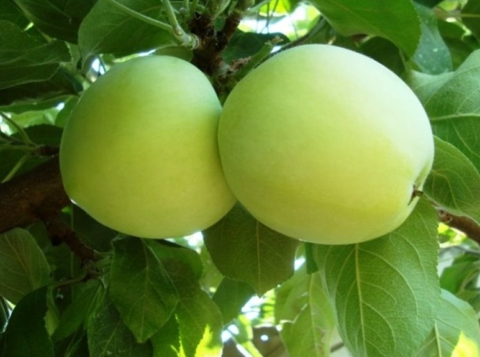 Ранньостиглі яблука: як обрати та виростити кращі сорта - «Советы Хозяйке»