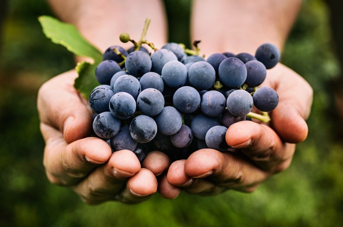 Виноград вкусный и "сильный" - как посадить и вырастить такой - «Советы Хозяйке»