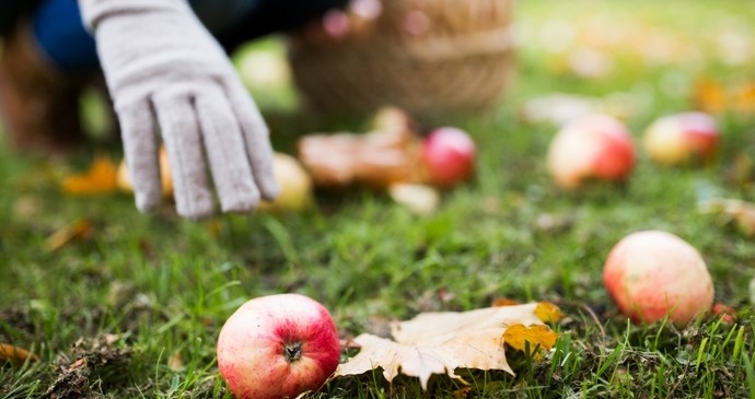 Самые важные работы в саду и огороде в октябре - «Советы Хозяйке»