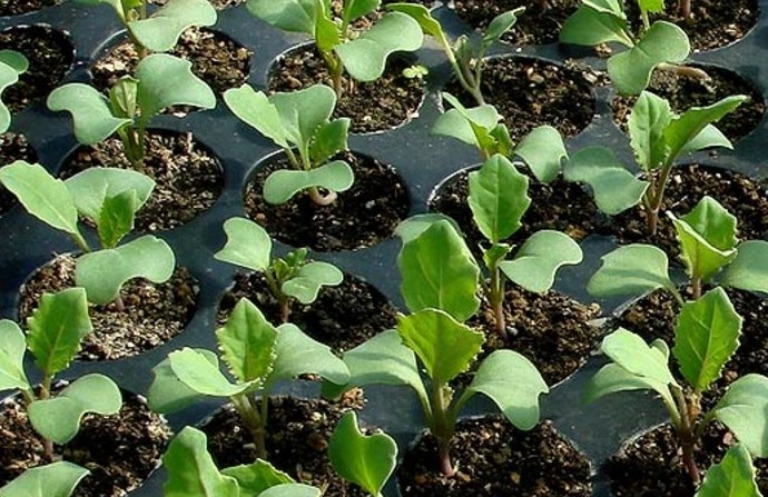 Выращивание рассады капусты с пикировкой - «Советы Хозяйке»