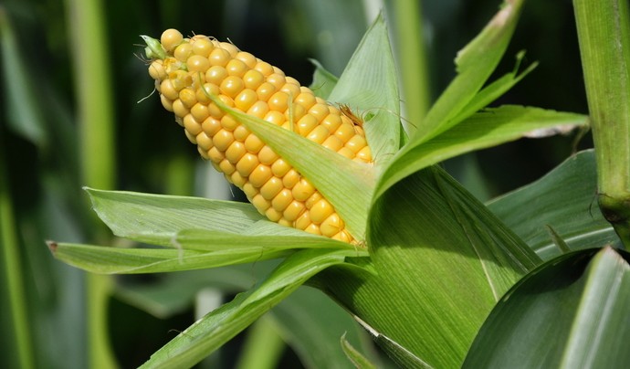 Выращиваем кукурузу: секреты щедрого урожая - «Советы Хозяйке»