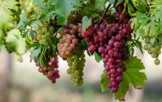 Обрезка винограда на зиму - «Советы Хозяйке»