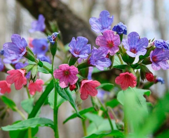 Самые первые весенние цветы: ТОП-10 видов - «Советы Хозяйке»