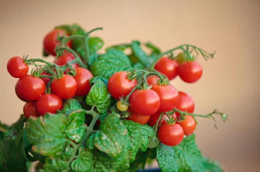Секреты щедрого урожая: помидоры черри - «Советы Хозяйке»