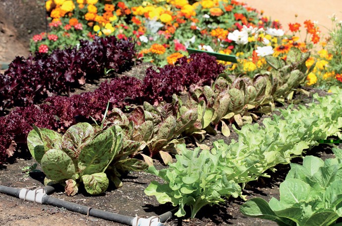 Подзимний посев овощей и зелени для раннего урожая - «Советы Хозяйке»