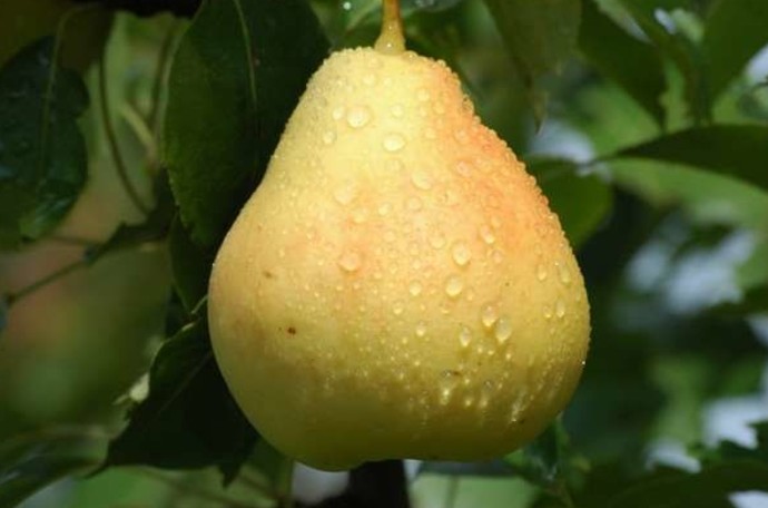 Найсмачніші сорти груші за відгуками садівників - «Советы Хозяйке»