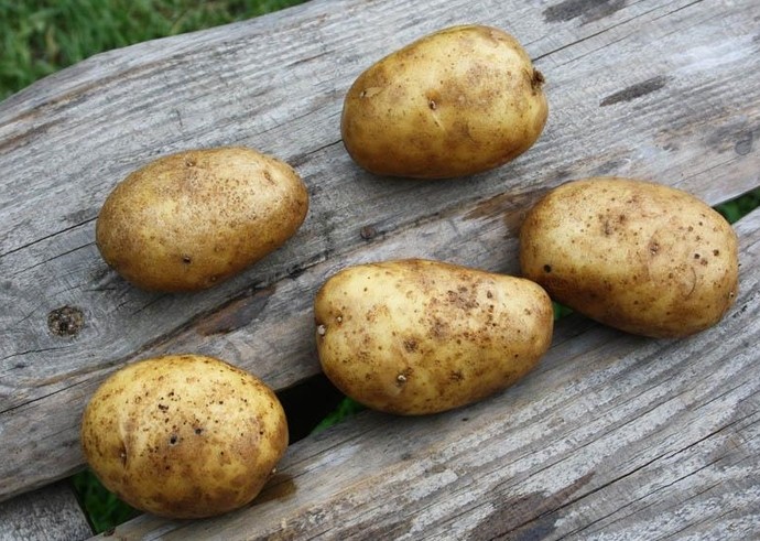 3 сорта картофеля, устойчивого к колорадскому жуку - «Советы Хозяйке»