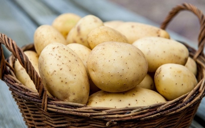 Самые вкусные сорта картофеля в Украине - «Советы Хозяйке»