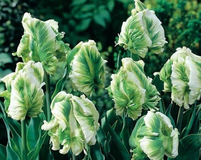 Самые красивые тюльпаны: ТОП-7 видов - «Советы Хозяйке»