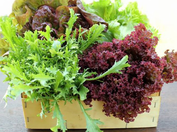 Как вырастить салат на подоконнике? - «Советы Хозяйке»
