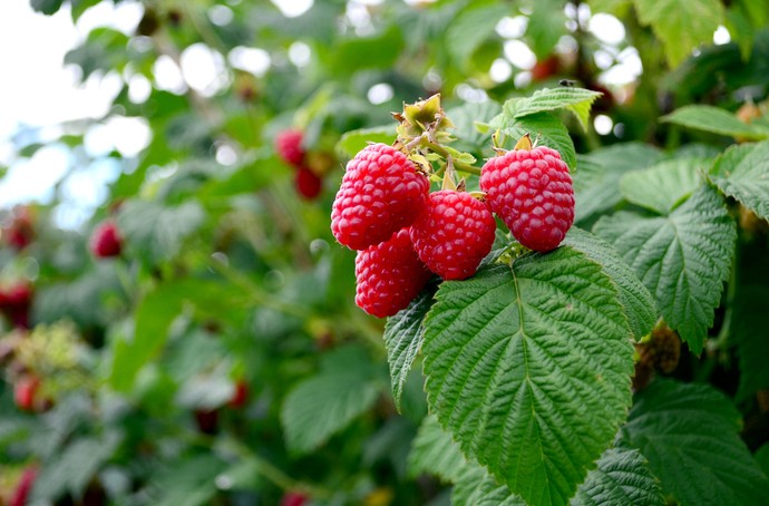 Какие плодово-ягодные кустарники украсят сад - «Советы Хозяйке»