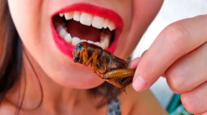 Самая мерзкая еда: съедобные насекомые - «Советы Хозяйке»