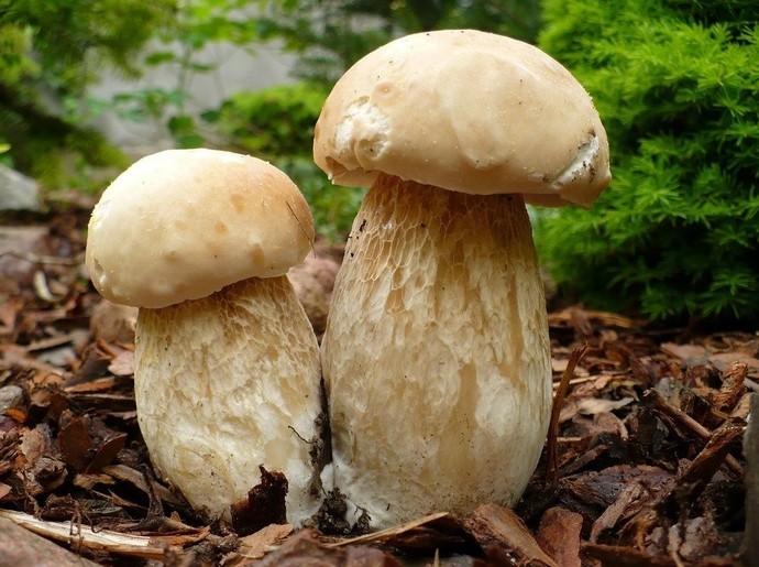Лесные грибы на дачном участке - «Советы Хозяйке»