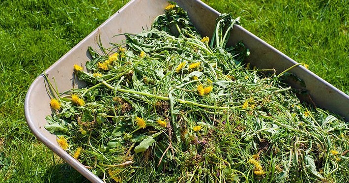 Как избавиться от сорняков с помощью геотекстиля? на сайте Недвио - «Сад и огород»