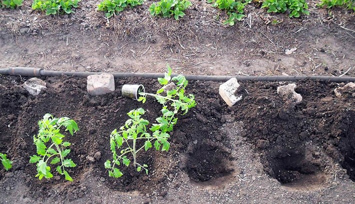 Как сделать высадку рассады помидоров в открытый грунт? на сайте Недвио - «Сад и огород»