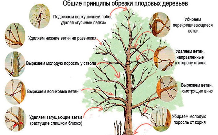 Как ухаживать за поврежденными деревьями на участке? на сайте Недвио - «Сад и огород»