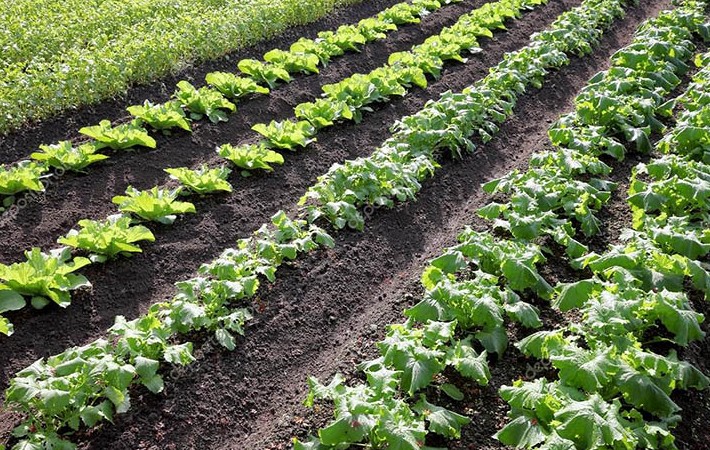 Как выращивать репу и брюкву на дачном участке? на сайте Недвио - «Сад и огород»