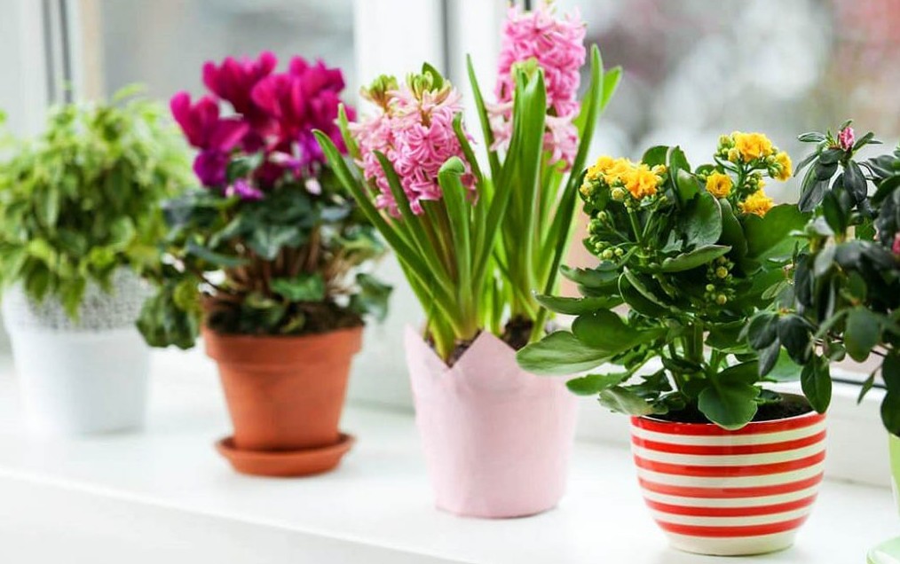 Какие цветы выбрать в дом, квартиру? Чтобы не требовали особого ухода? на сайте Недвио - «Сад и огород»