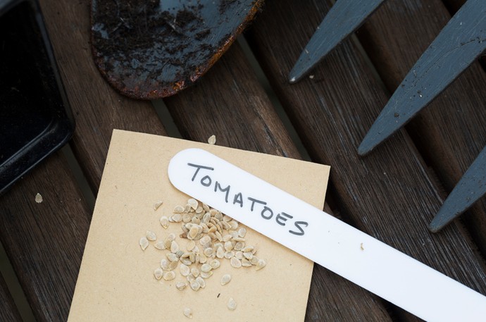 Краще - своє: як правильно зібрати насіння з помідорів - «Советы Хозяйке»