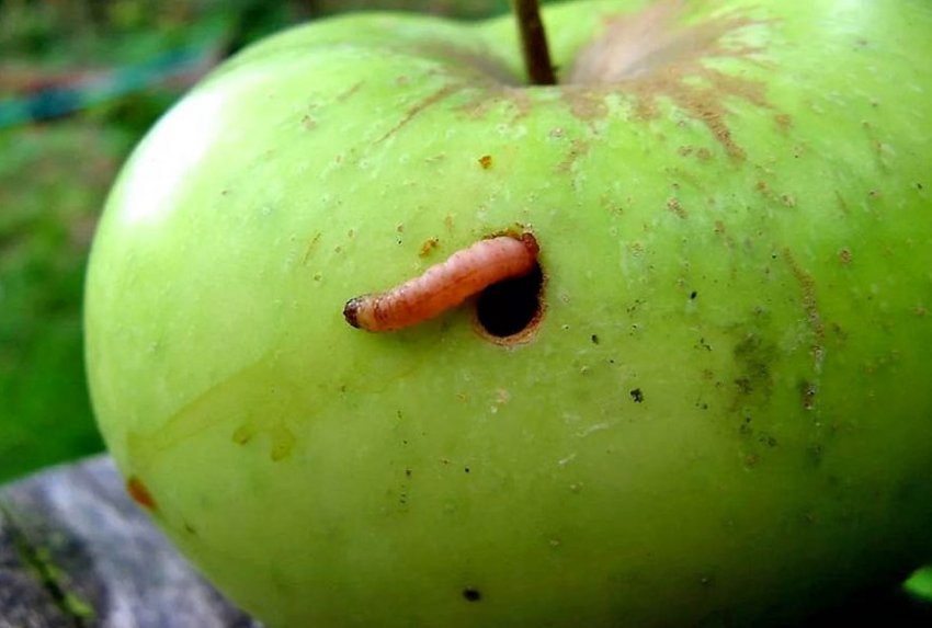 Как бороться с ночной бабочкой (яблочной плодожоркой)? на сайте Недвио - «Сад и огород»