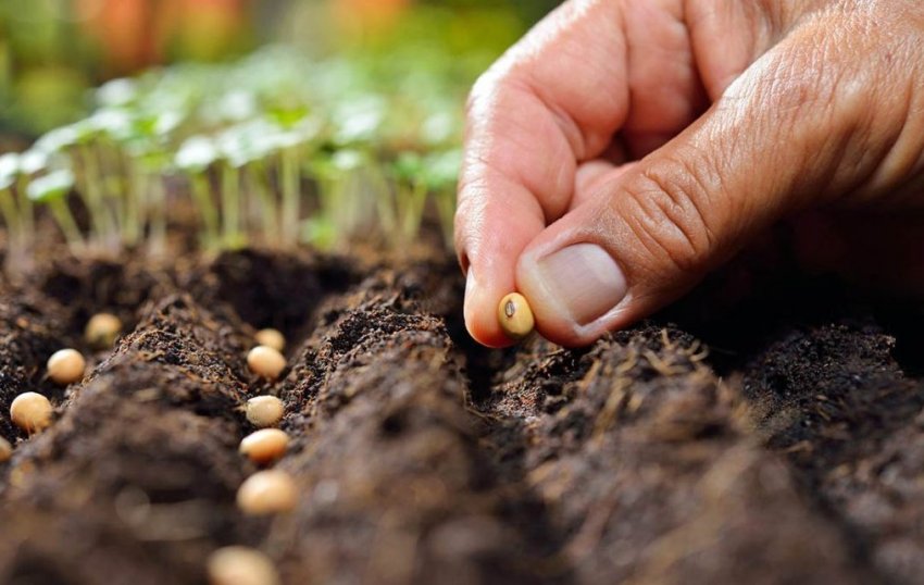 Как правильно садить семена на участке? Технологии посева цветов на сайте Недвио - «Сад и огород»