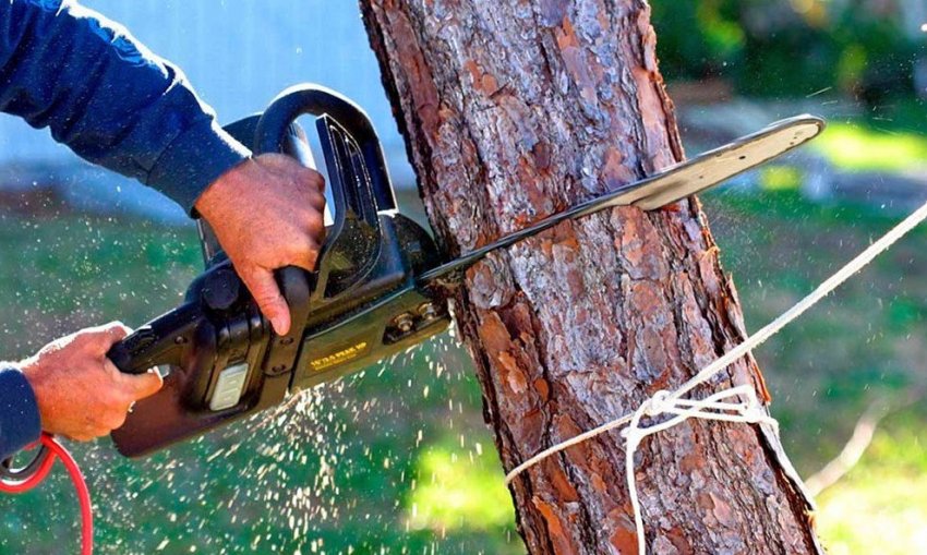 Как правильно спилить дерево на участке? на сайте Недвио - «Сад и огород»