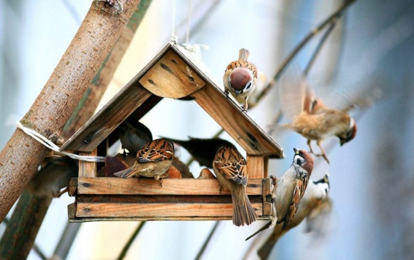 Как сделать кормушку для птиц своими руками? на сайте Недвио - «Сад и огород»