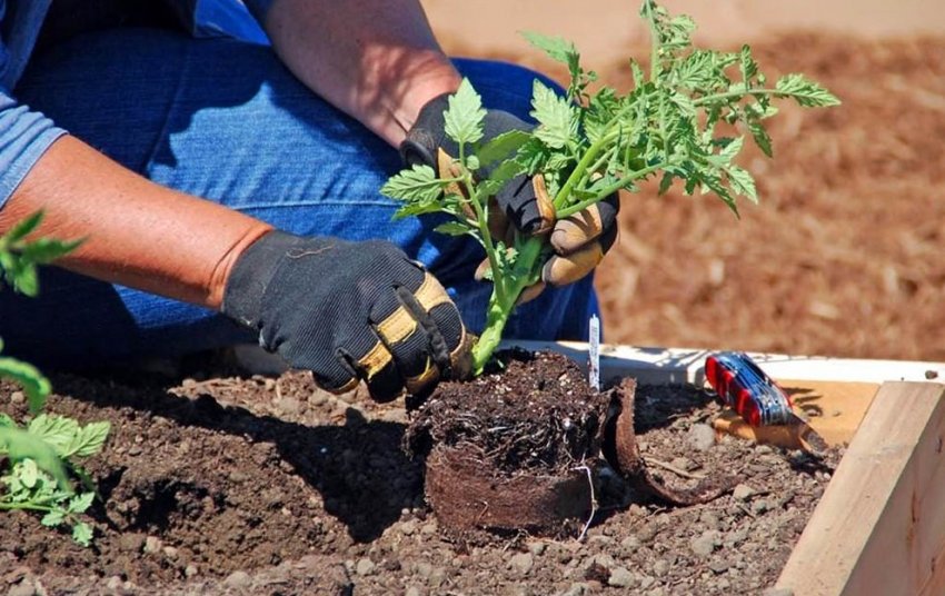 Как сделать высадку рассады помидоров в открытый грунт? на сайте Недвио - «Сад и огород»