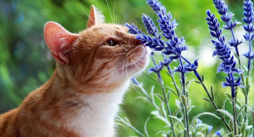 Не садите это на участке! Опасные растения для домашних животных на сайте Недвио - «Сад и огород»