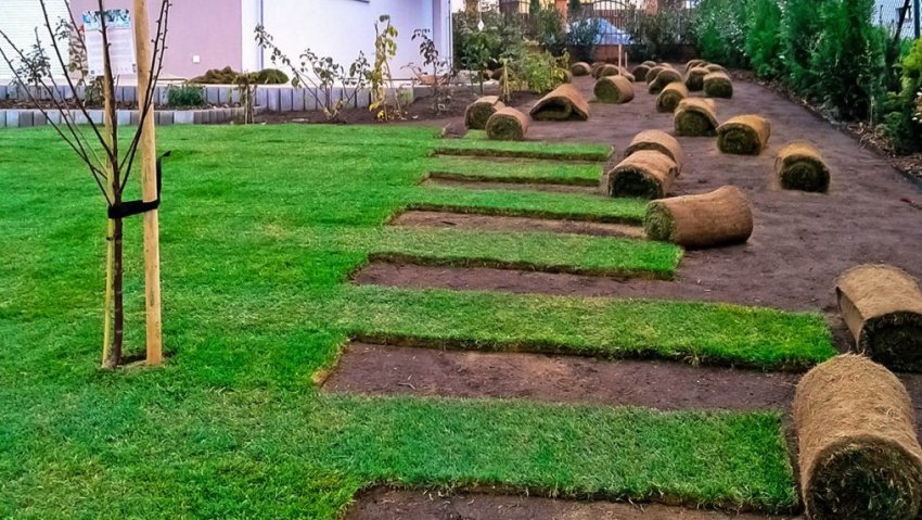 Рулонные газоны. Чем они лучше обычных? на сайте Недвио - «Сад и огород»