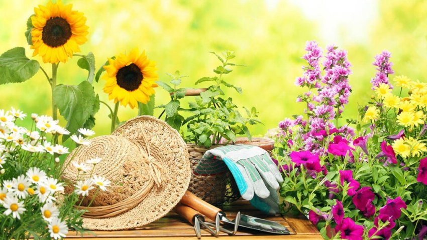 Уход за участком и подготовка сада весной. Что важно знать? на сайте Недвио - «Сад и огород»