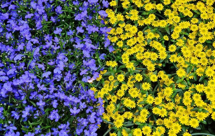 Желто-синие клумбы на участке. Как правильно сделать? на сайте Недвио - «Сад и огород»