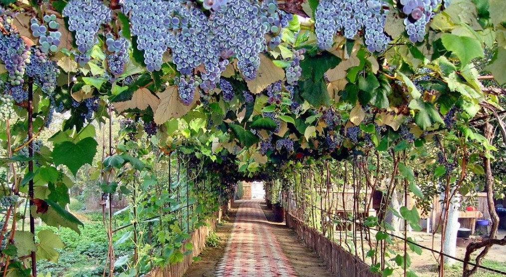 Сложно ли сделать виноградник на участке? на сайте Недвио - «Сад и огород»